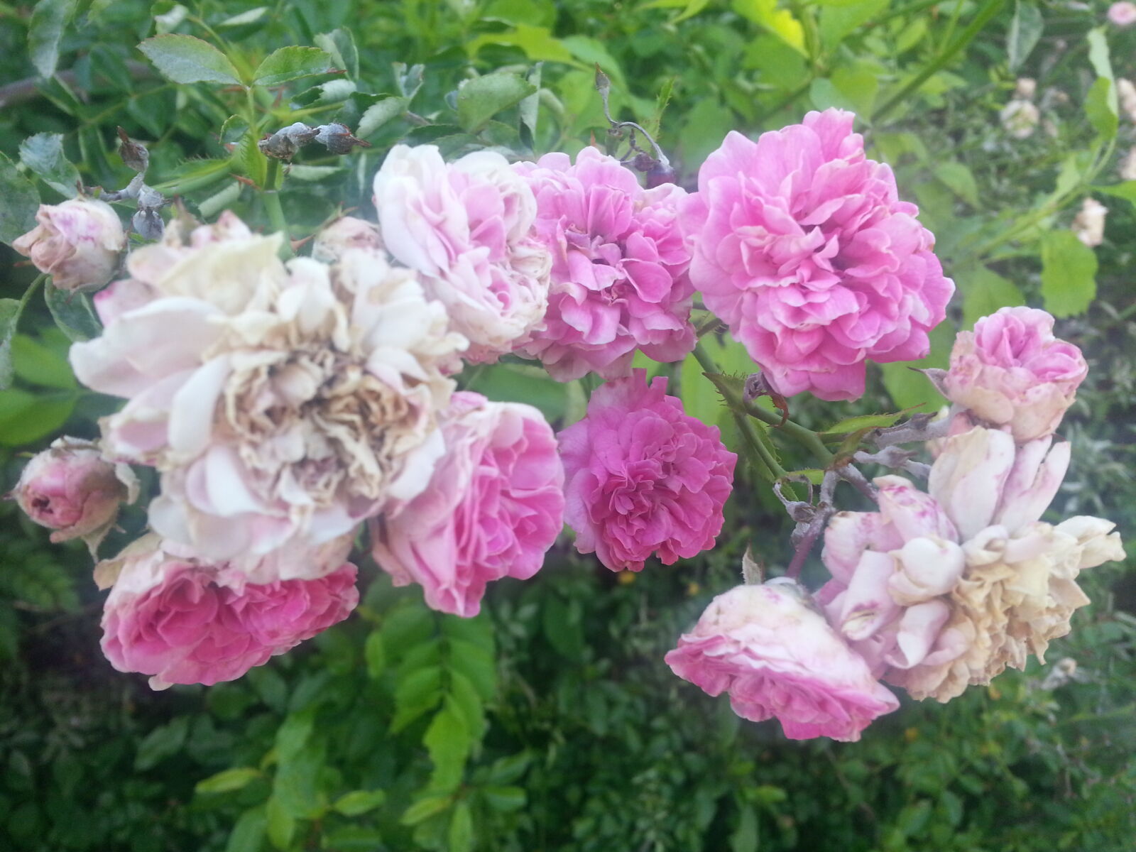 Samsung Galaxy Note2 sample photo