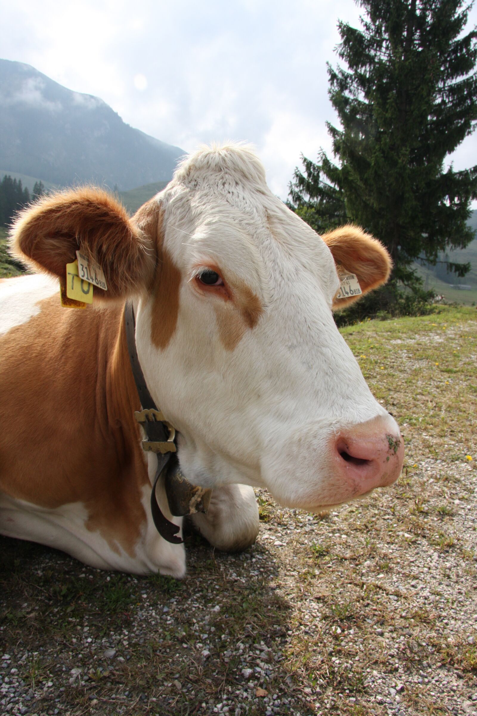Canon EOS 40D sample photo. Cow, head, lying photography