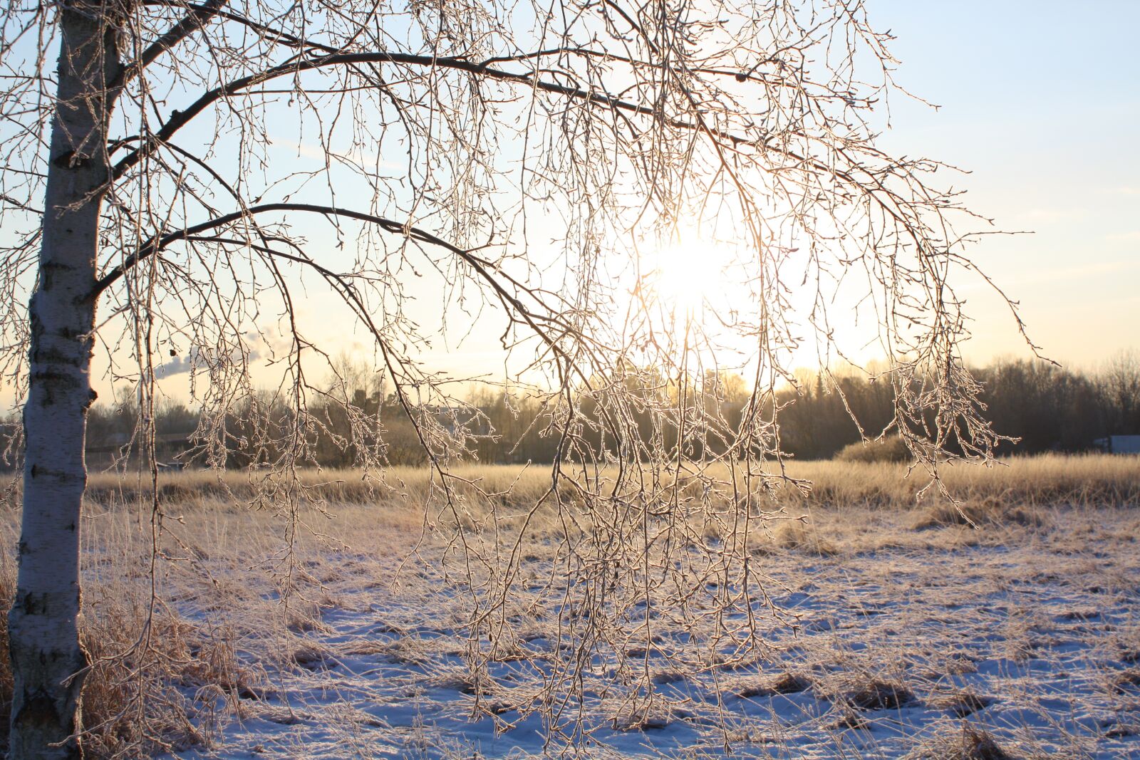 Canon EOS 450D (EOS Rebel XSi / EOS Kiss X2) sample photo. Winter, snow, nature photography