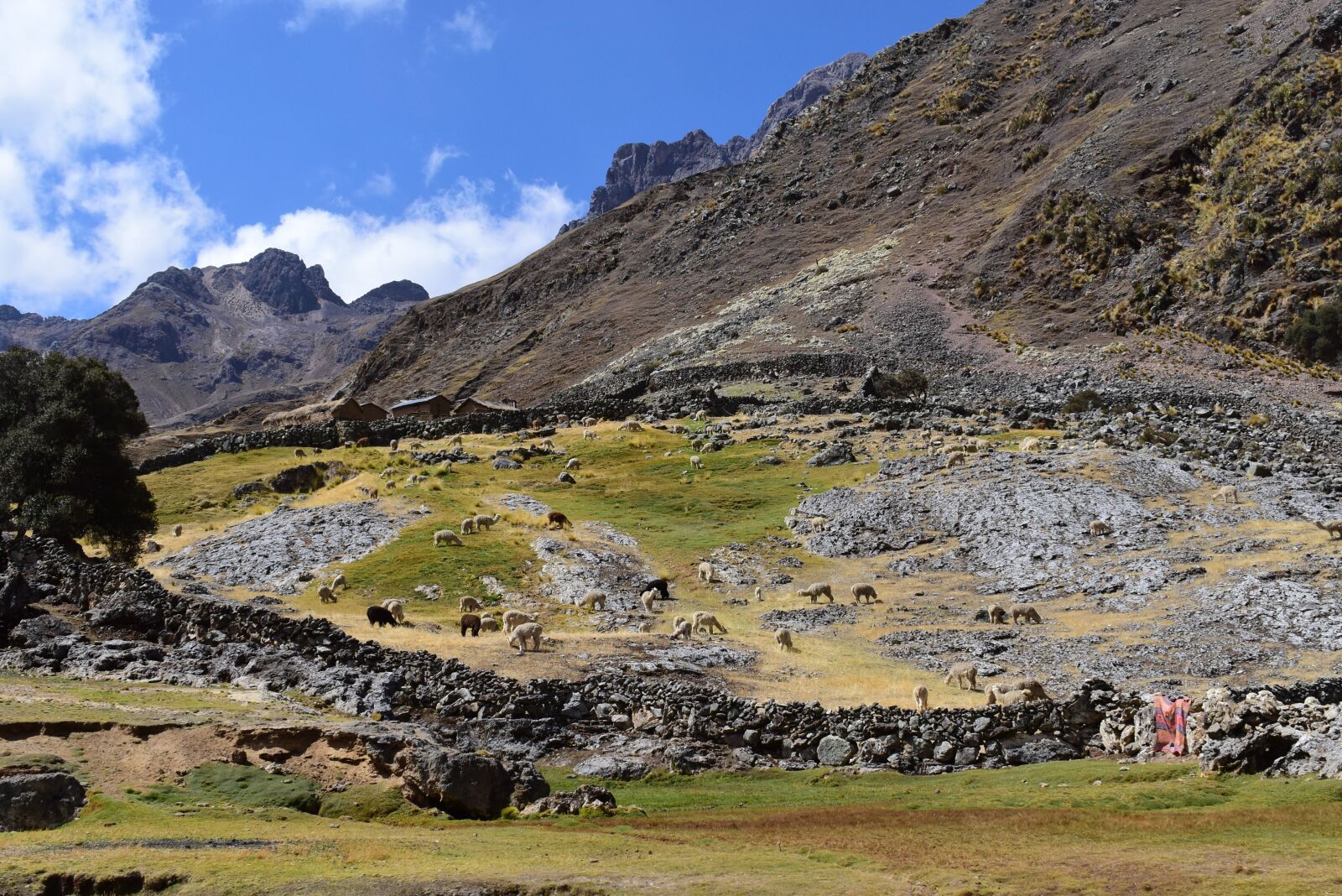 Nikon D5600 sample photo. Alpacas, andes, peru photography
