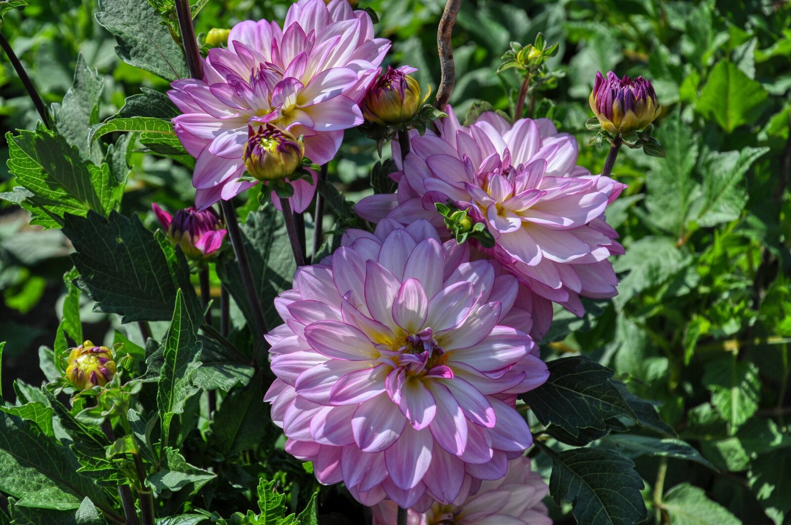 Nikon D5000 sample photo. Filled dahlias, dahlia, blossom photography