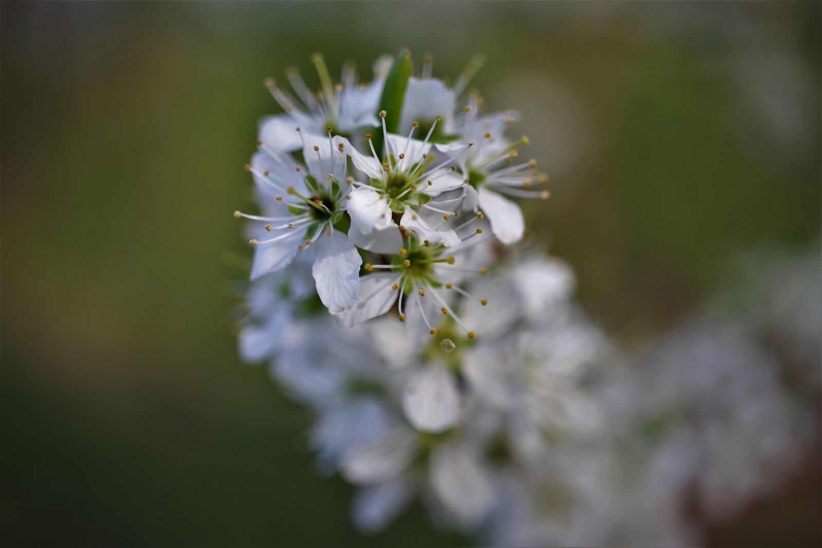 Canon EOS 7D sample photo. White, flowers, spring photography
