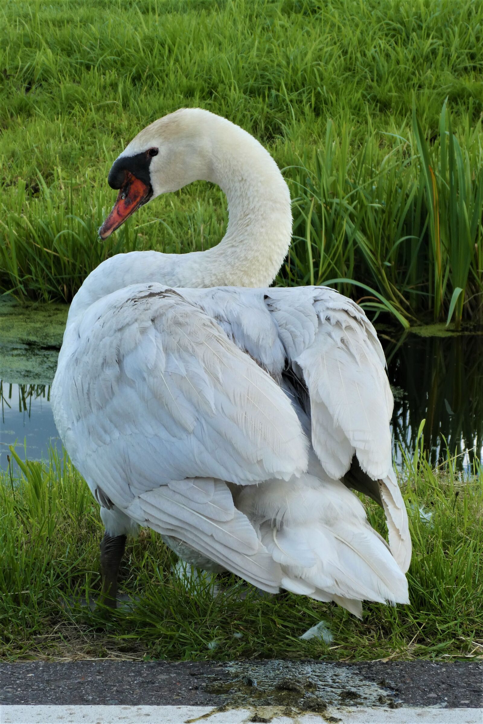 Panasonic Lumix DC-ZS70 (Lumix DC-TZ90) sample photo. Swan, waterfowl, pasture photography