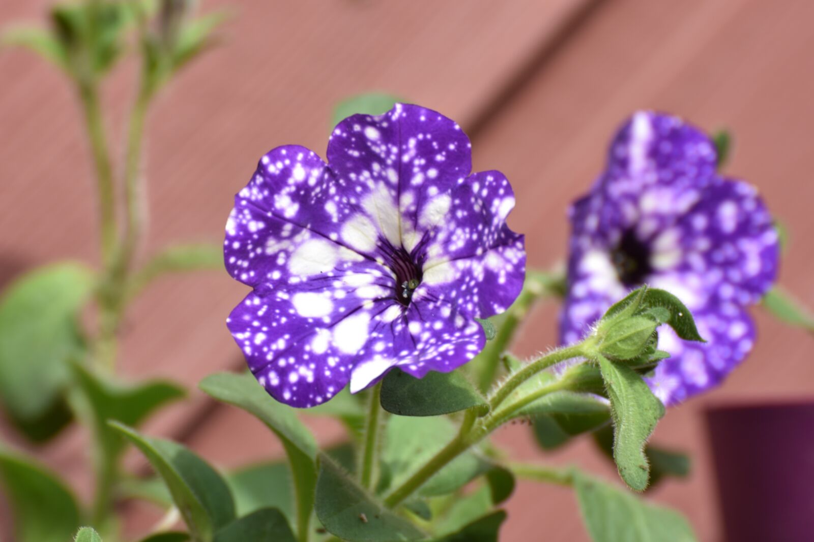Nikon D7200 sample photo. Spring, colorful, flowers photography