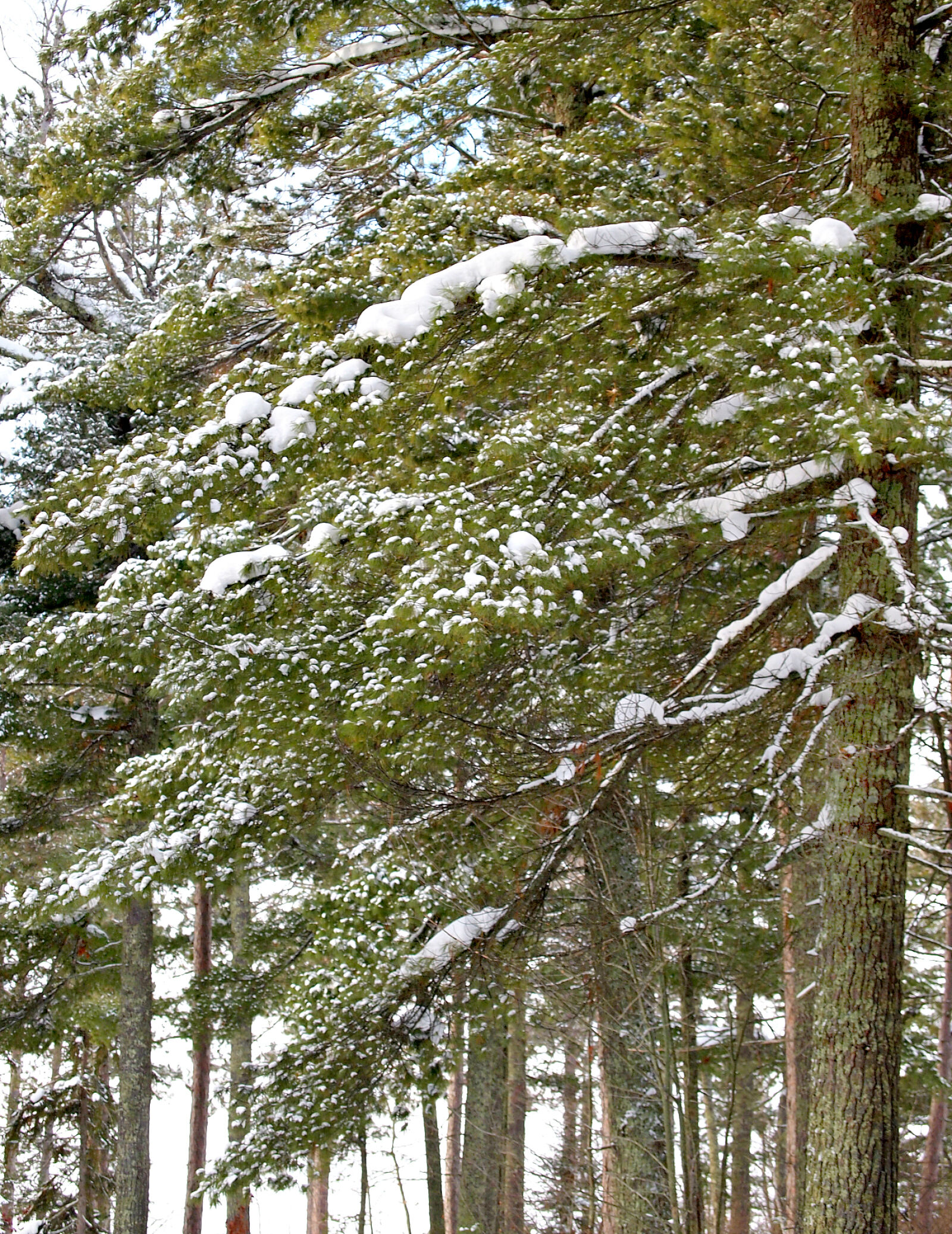 Olympus PEN E-PL1 sample photo. Christmas, cold, forrest, icey photography