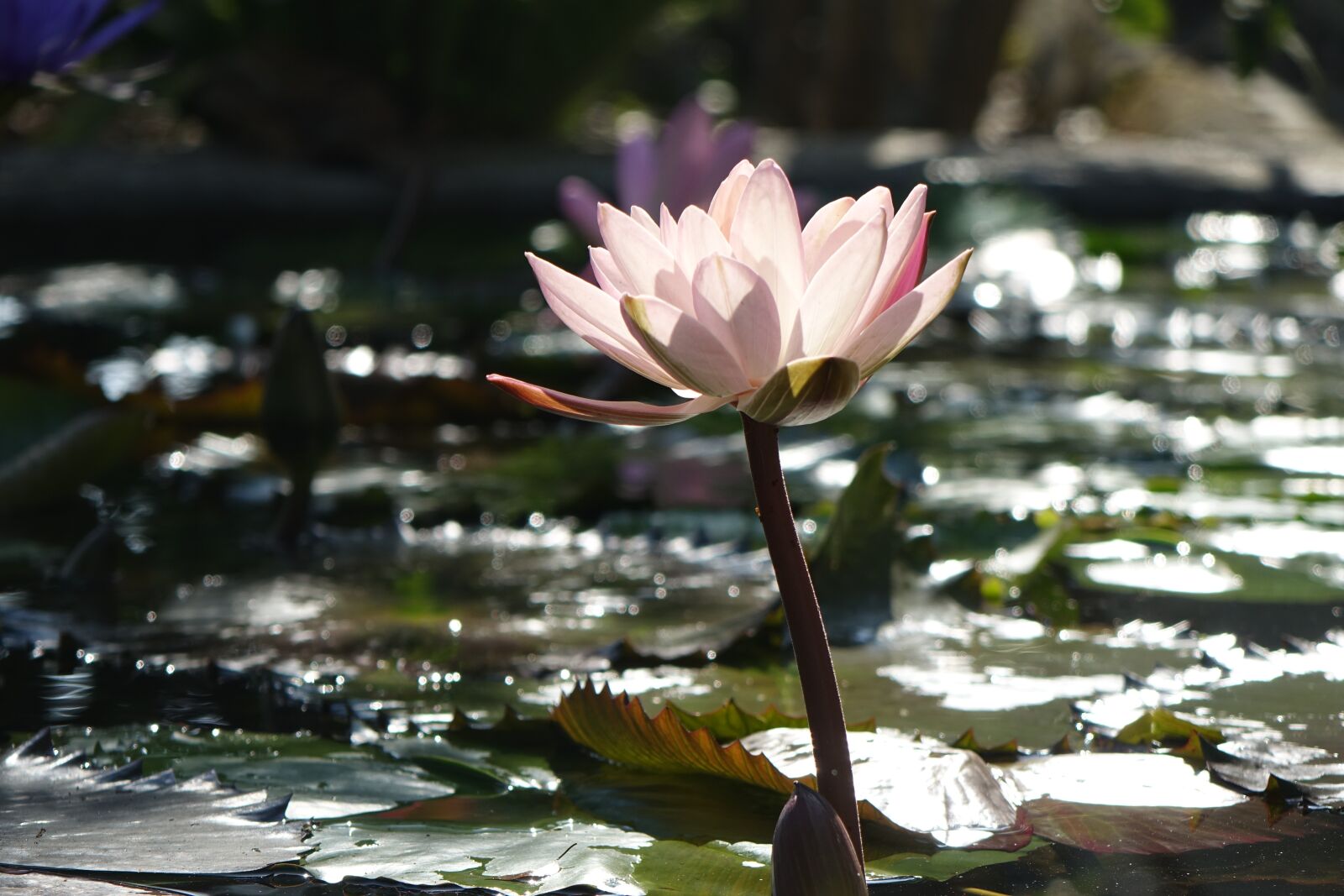 Sony Cyber-shot DSC-RX10 sample photo. Lotus, pink, water lotus photography