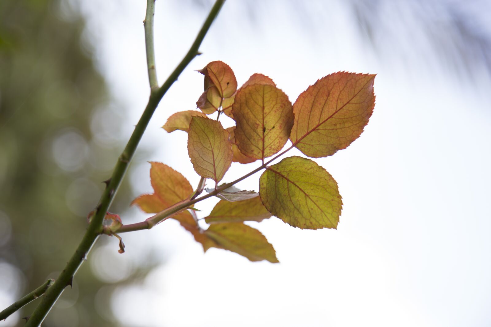 Canon EF 24-105mm F4L IS USM sample photo. Leaves, leaf, nature photography