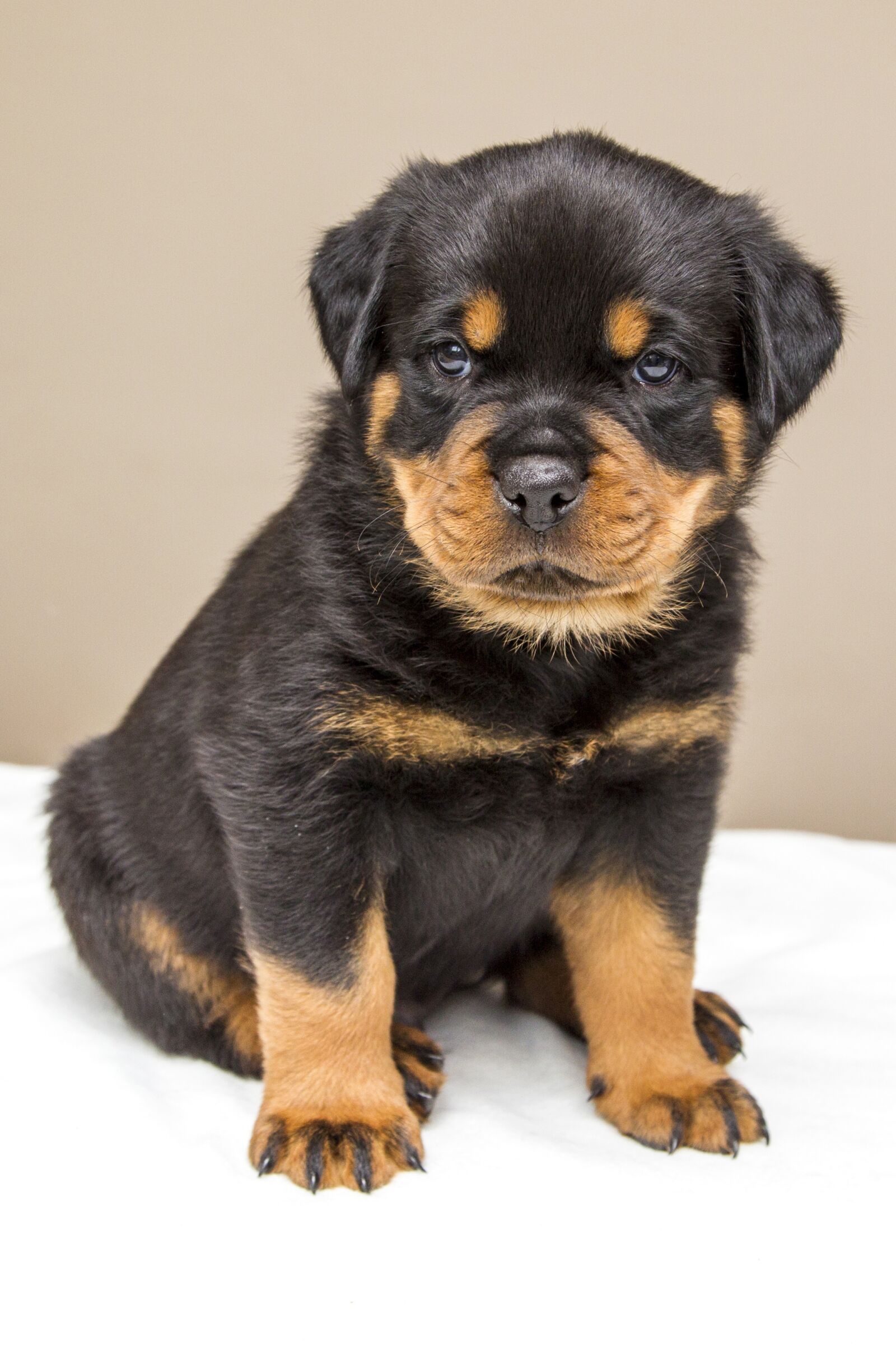 Canon EOS-1D Mark IV + Canon EF 24-105mm F4L IS USM sample photo. Rottweiler, puppy, sweet photography