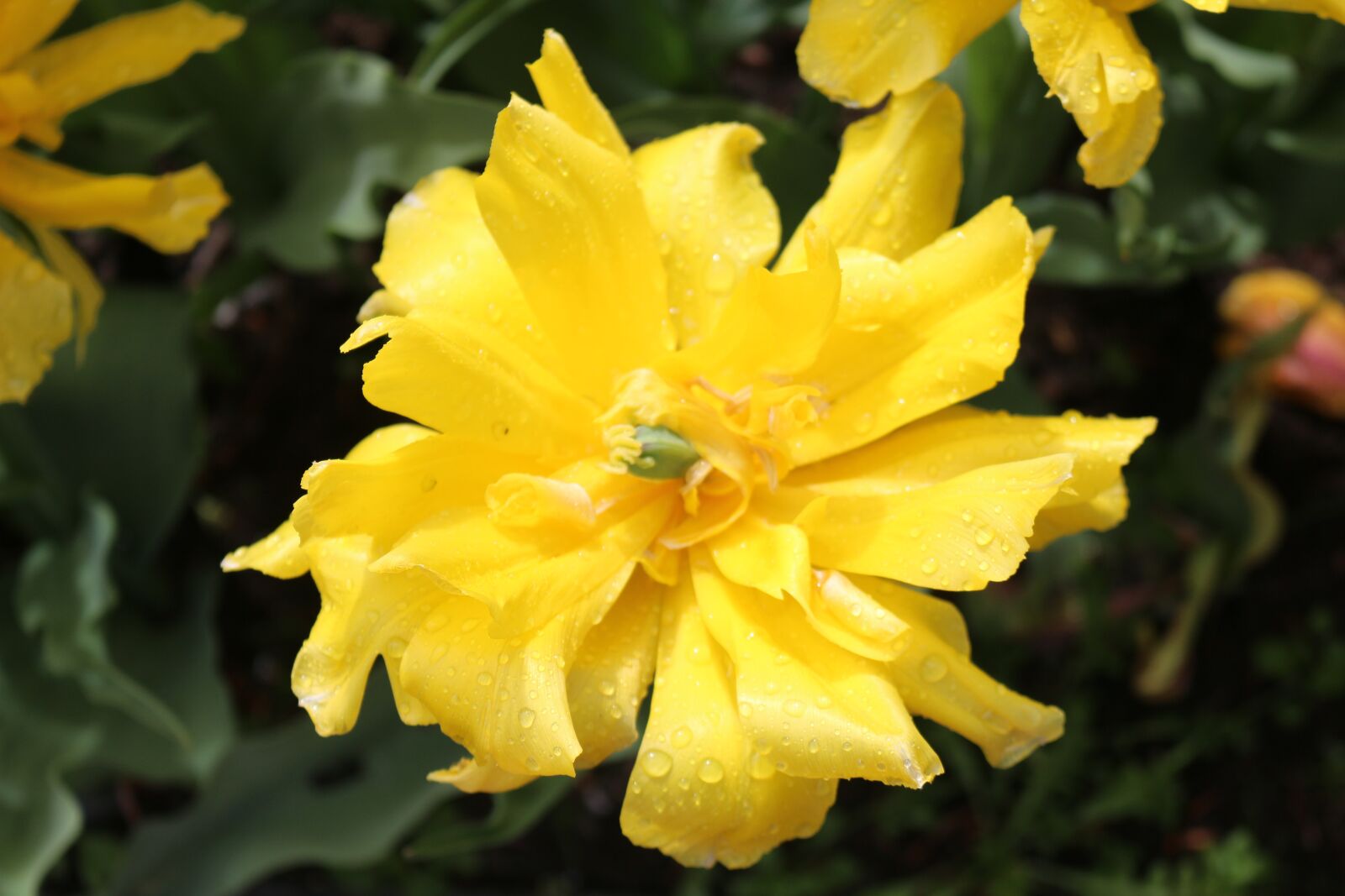 Canon EOS 700D (EOS Rebel T5i / EOS Kiss X7i) sample photo. Yellow flower, flower, garden photography