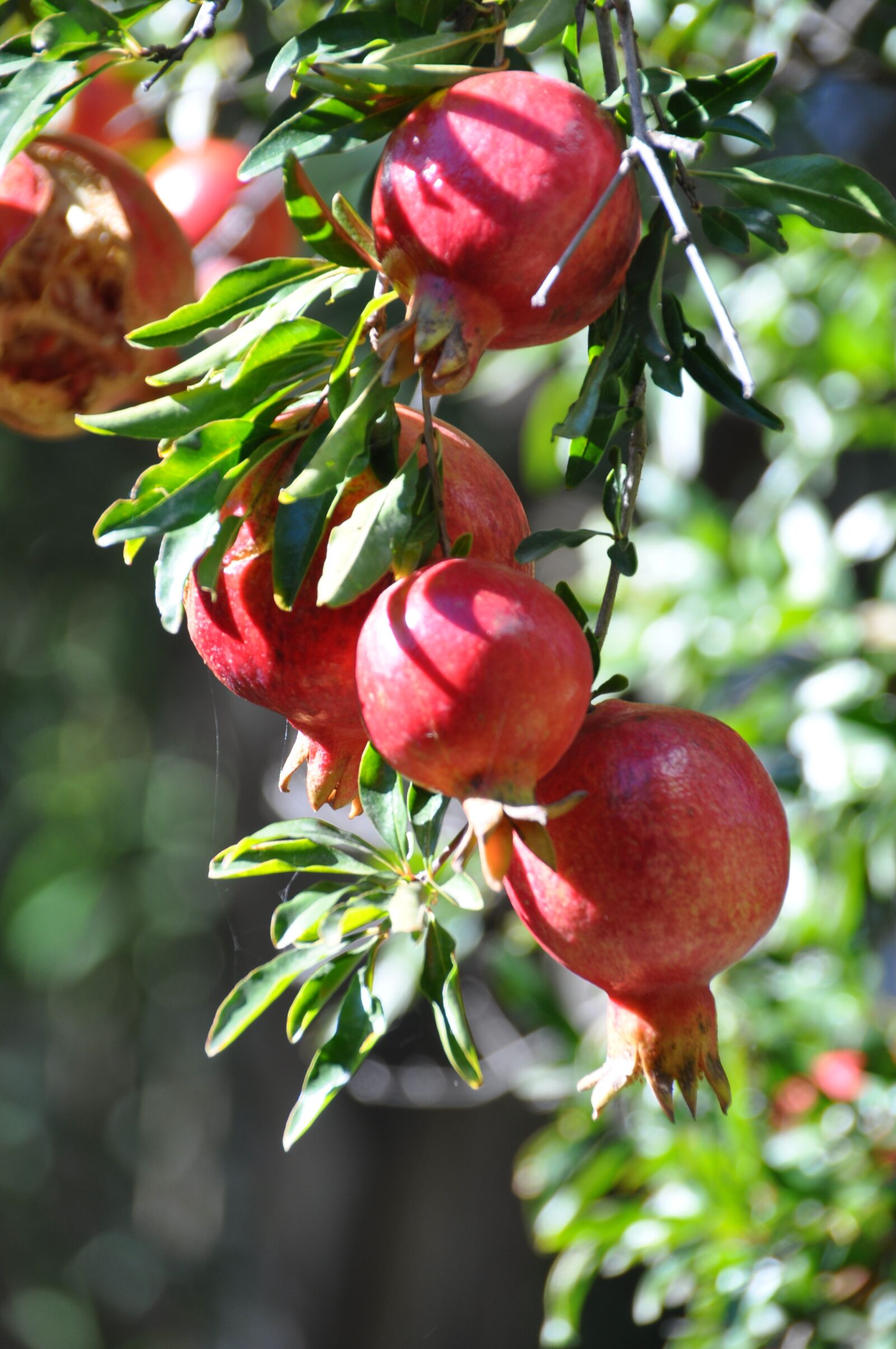 Nikon D90 sample photo. Pomegranate, fruit, fruits photography