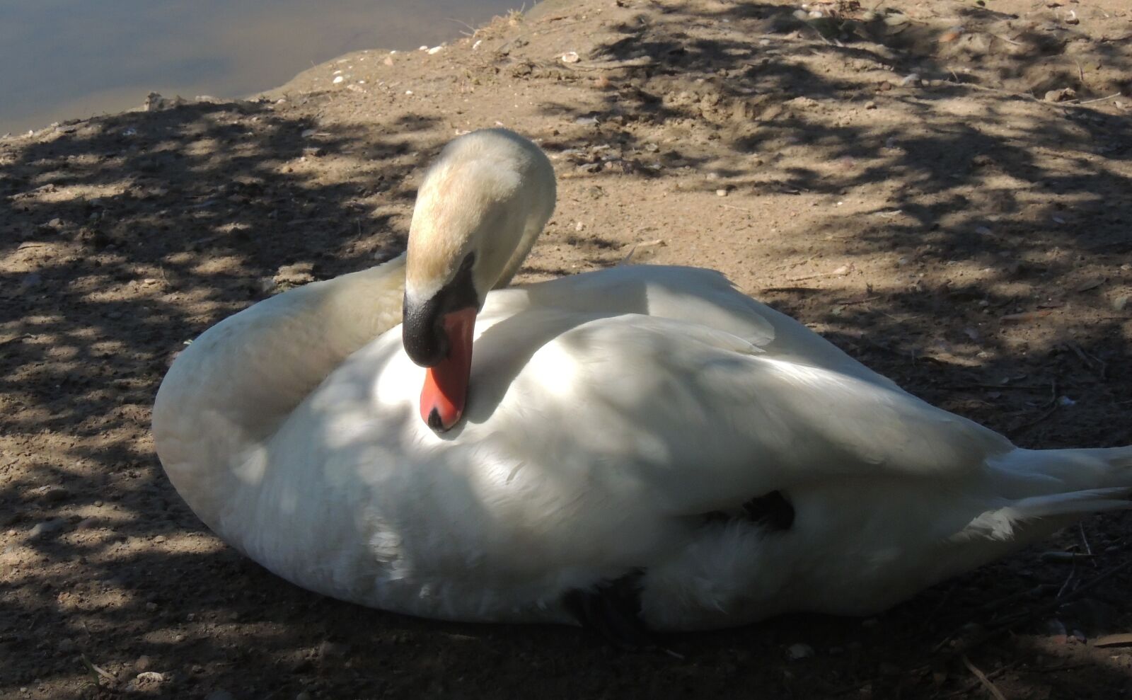 Nikon Coolpix P510 sample photo. Animal, bird, swan photography