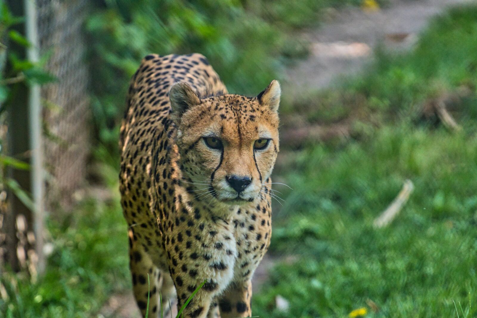 Sony FE 70-200mm F4 G OSS sample photo. Cheetah, zoo, predator photography