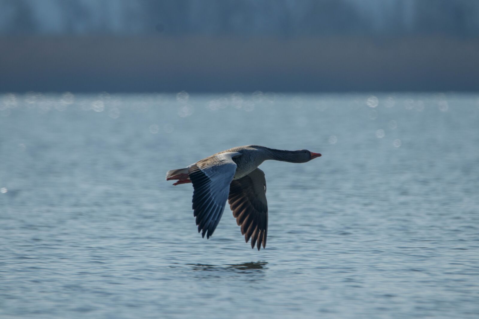 150-600mm F5-6.3 DG OS HSM | Contemporary 015 sample photo. Flight, goose, wing photography