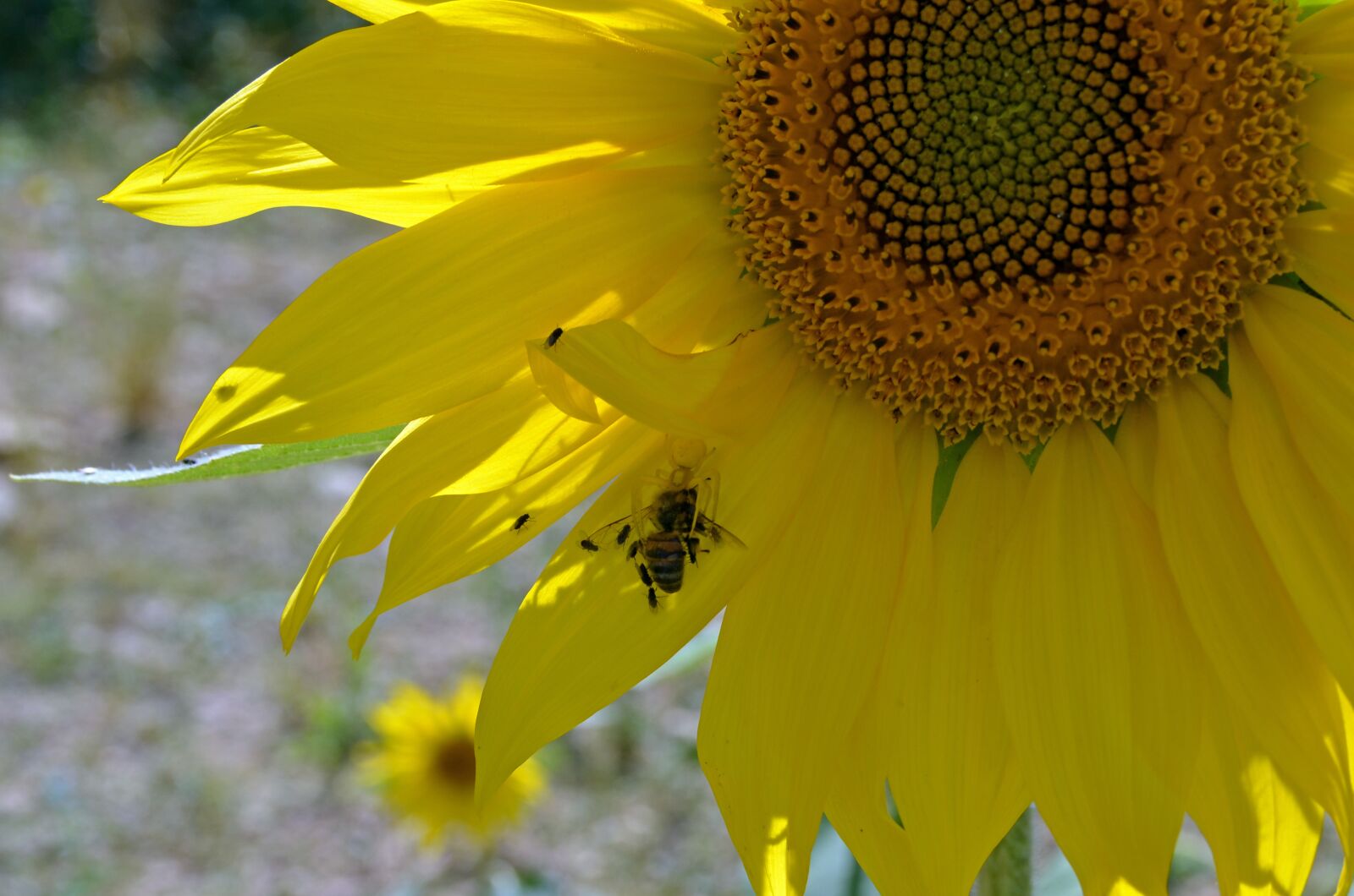 Nikon D7000 sample photo. Sunflower, spider, prey photography