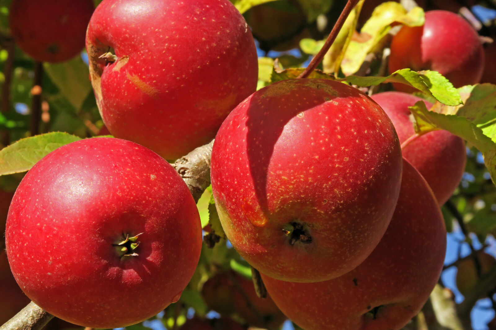 Canon PowerShot G7 X sample photo. Apples, fruit, red, tree photography