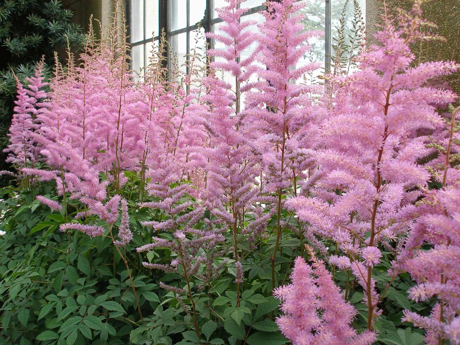 Olympus SP350 sample photo. Flowers, astilbe, plant photography