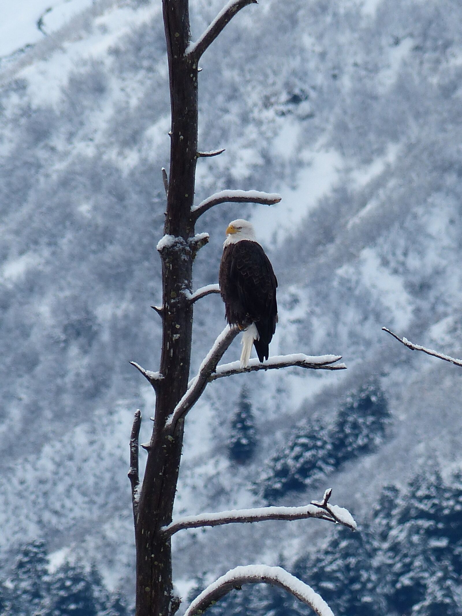 Panasonic Lumix DMC-FZ200 sample photo. Bald eagle, bird, snow photography