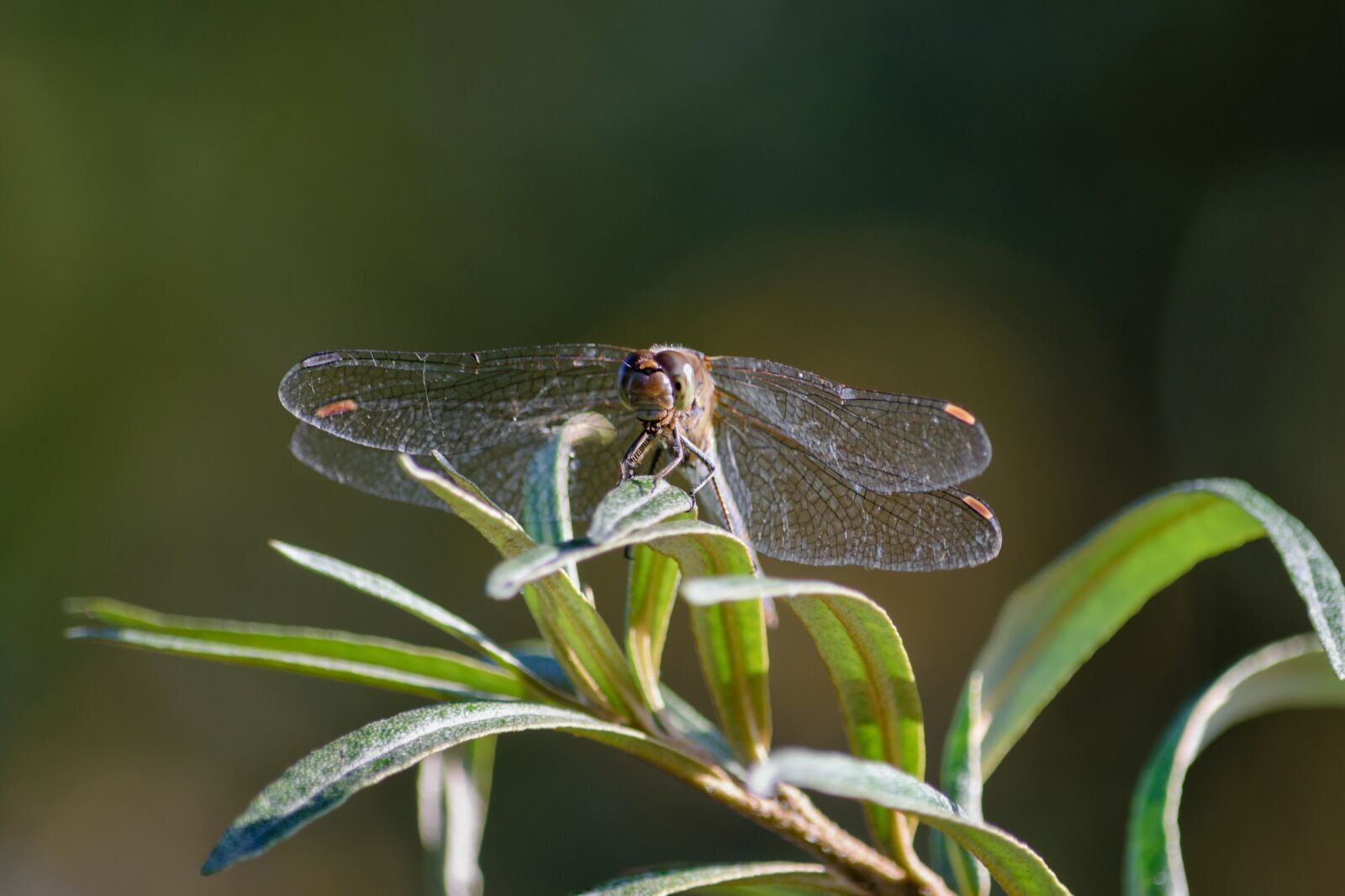 Nikon D5300 sample photo. Dragonfly, insect, close up photography