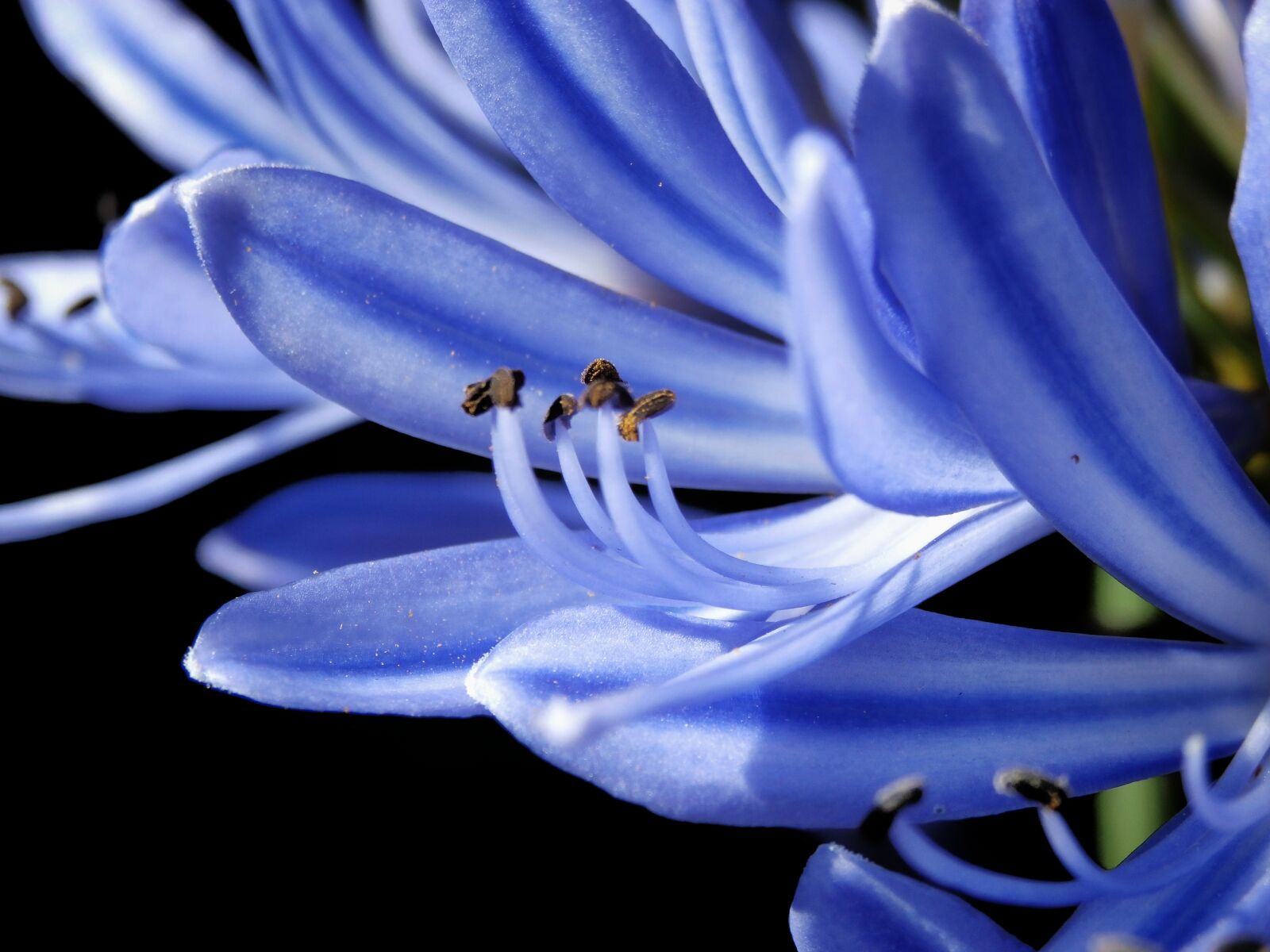 Olympus SZ-15,DZ-100 sample photo. Macro, approach, pollen photography