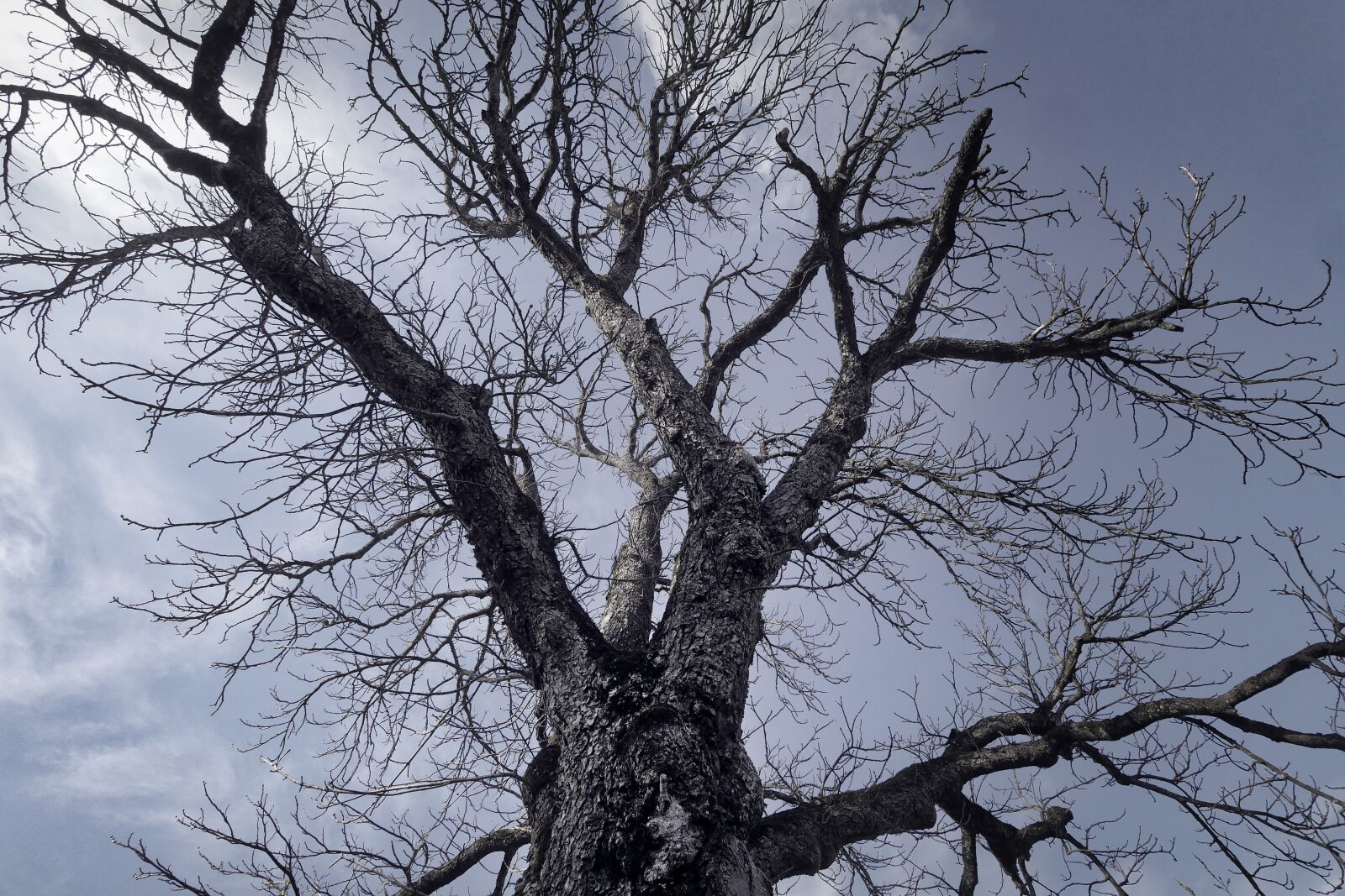 Panasonic Lumix DMC-GX8 sample photo. Tree, branch, wood photography