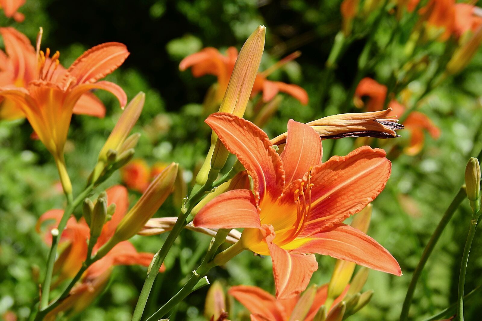 Nikon Coolpix P900 sample photo. Flowers, the beauty of photography