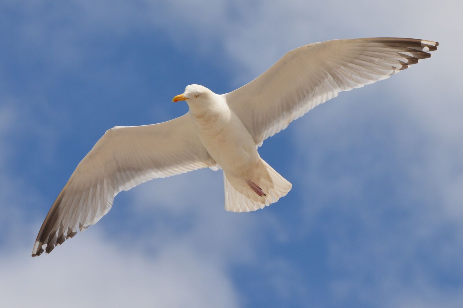 Nikon D5200 sample photo. Seagull, bird, animal photography
