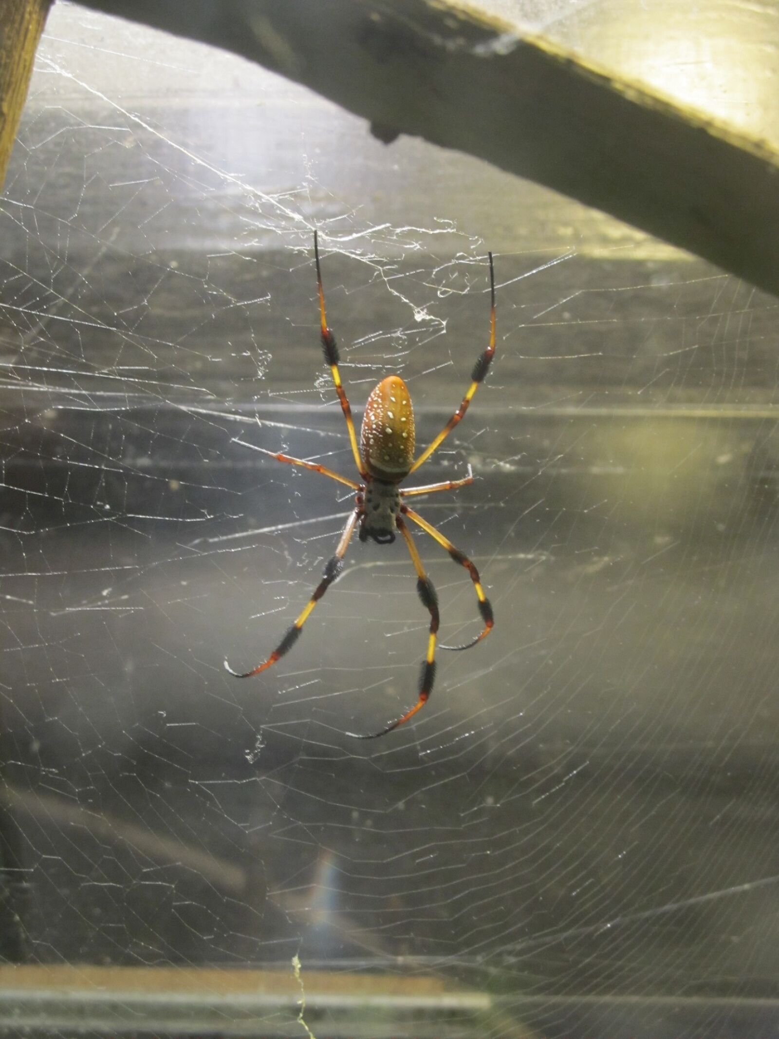 Canon PowerShot SX130 IS sample photo. Golden silk orb-weaver, spider photography