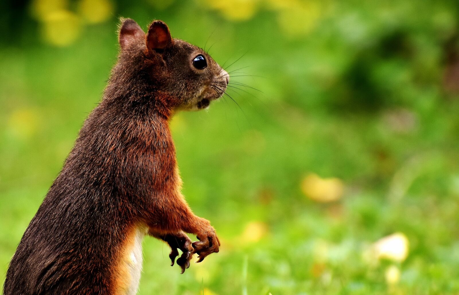 Nikon D7200 sample photo. Squirrel, nager, cute photography