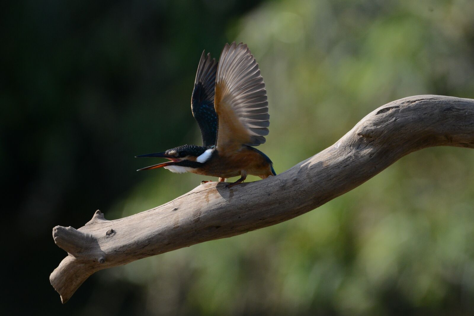 Nikon D800 sample photo. Kingfisher, new, hanam city photography