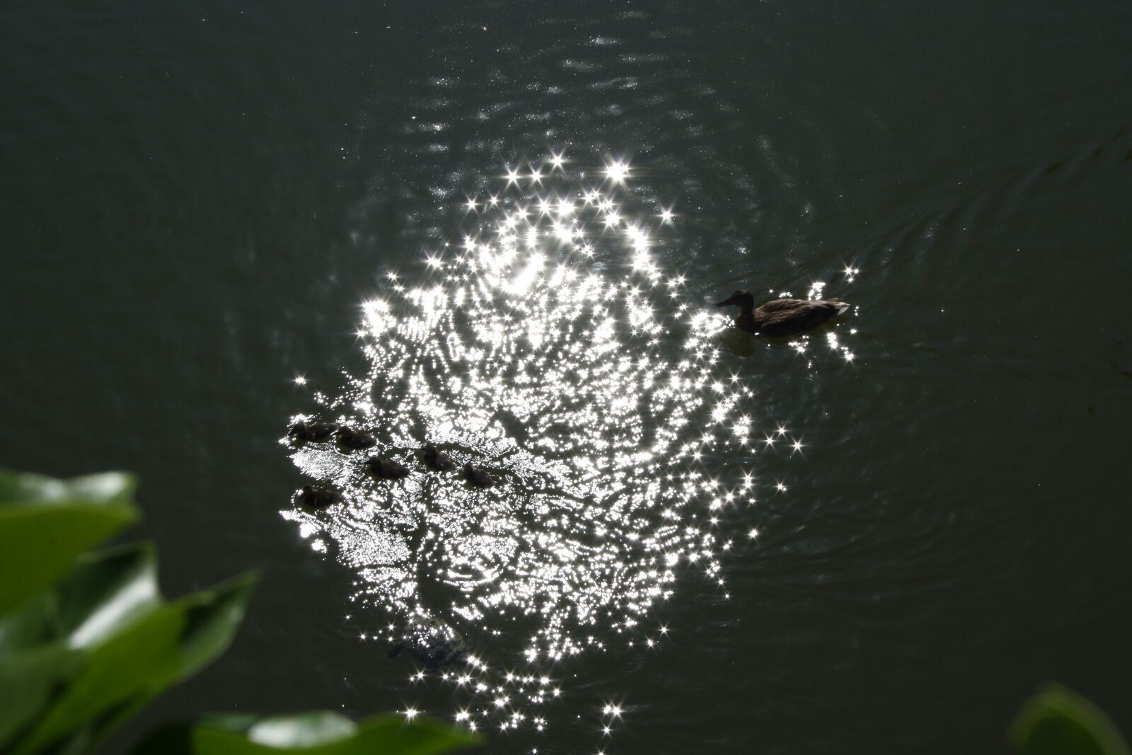 Canon EOS 1000D (EOS Digital Rebel XS / EOS Kiss F) sample photo. Ducks, pond, the reflection photography