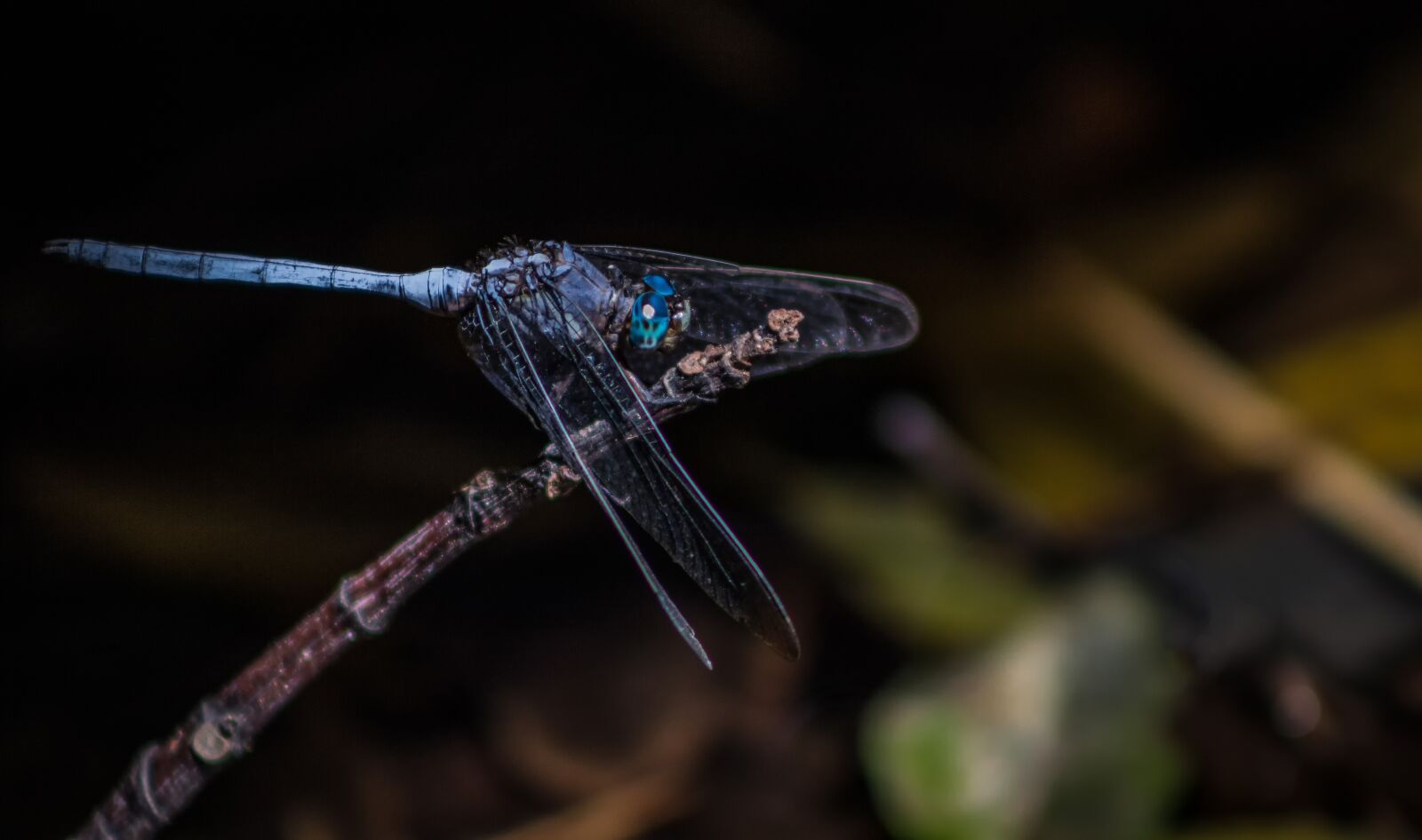 Canon EOS 100D (EOS Rebel SL1 / EOS Kiss X7) sample photo. Dragonfly, eyes, insect photography