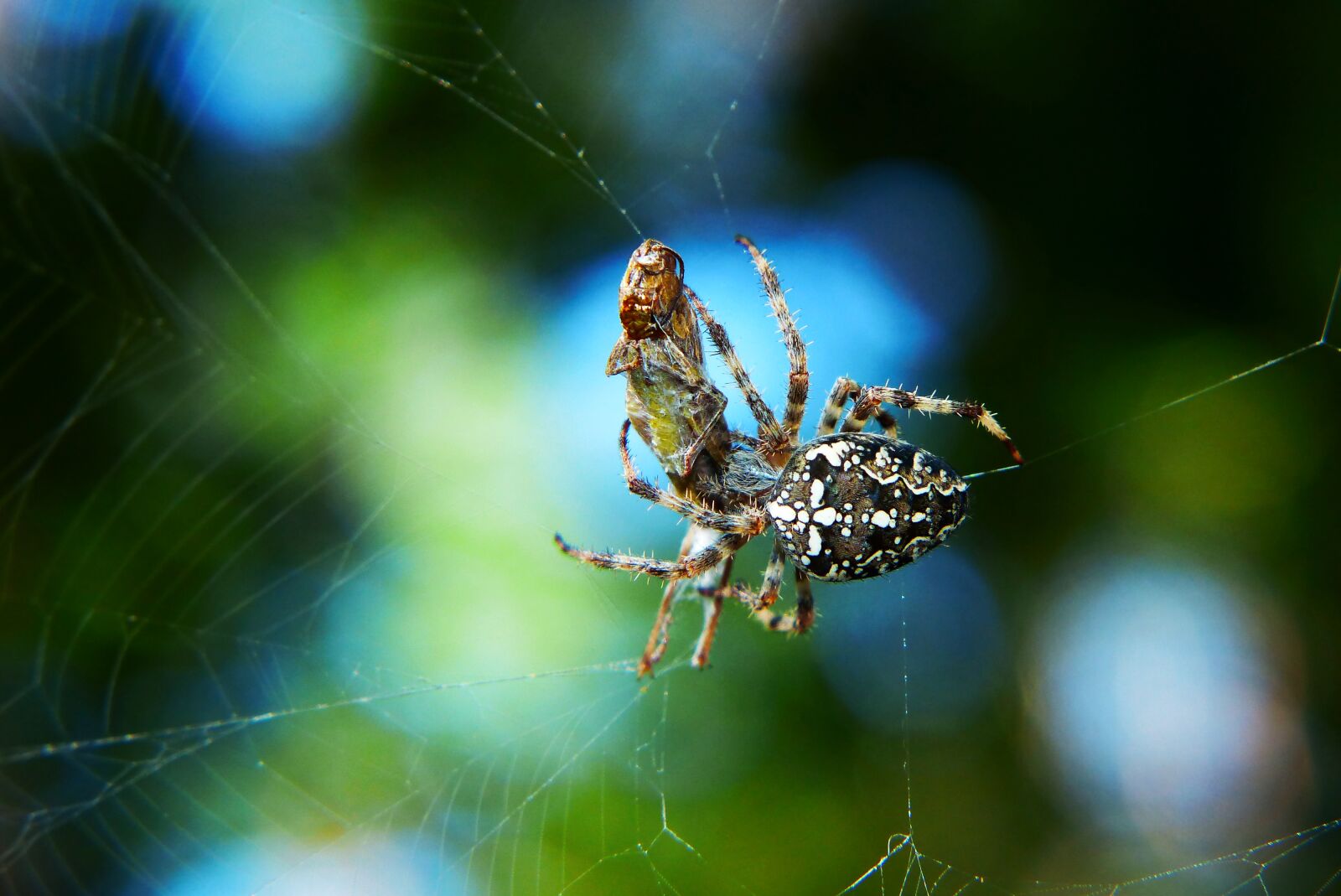 Panasonic Lumix DMC-FZ200 sample photo. Crusader garden, spider, szara photography
