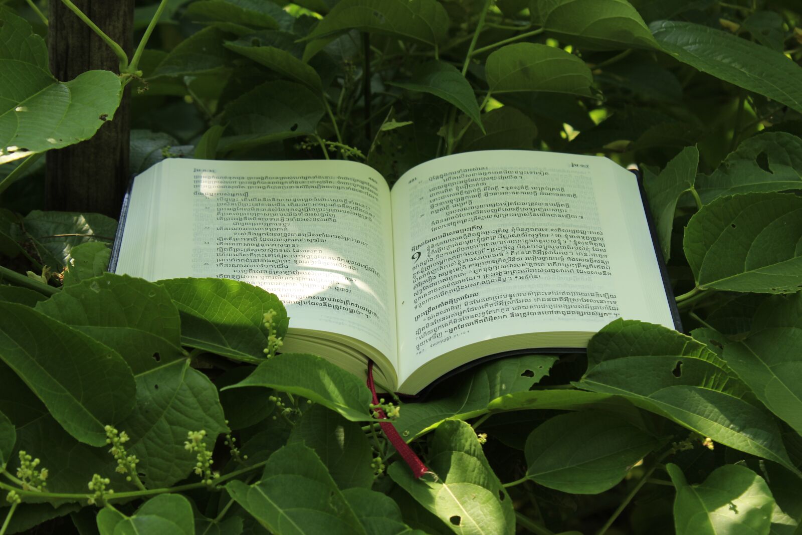Canon EOS 600D (Rebel EOS T3i / EOS Kiss X5) sample photo. Khmer, bible, jesus photography