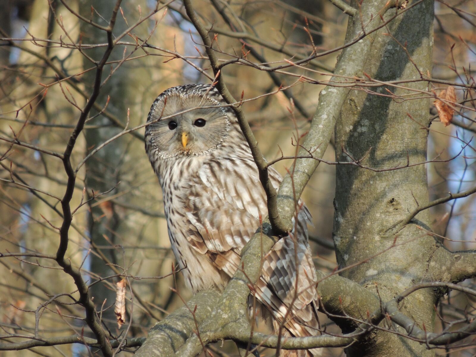Nikon Coolpix P510 sample photo. Andriy, owl, birds photography