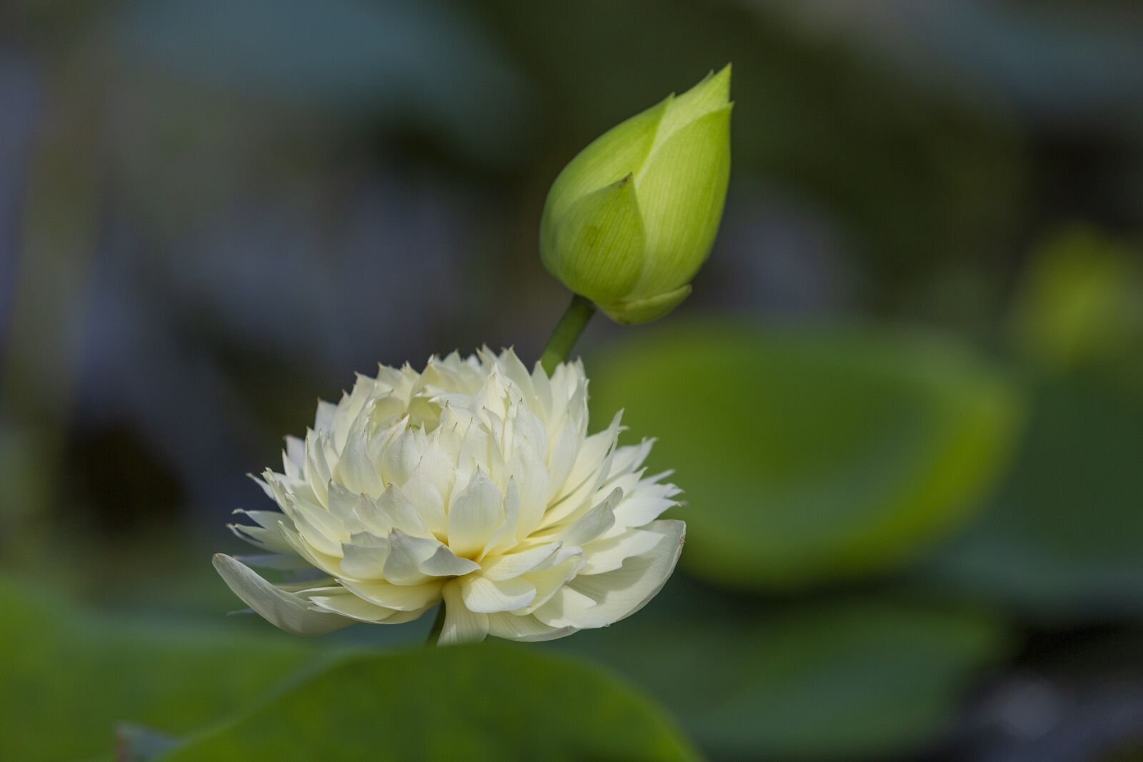 Canon EF 70-200mm F2.8L USM sample photo. Hanoi, lotus, viet photography