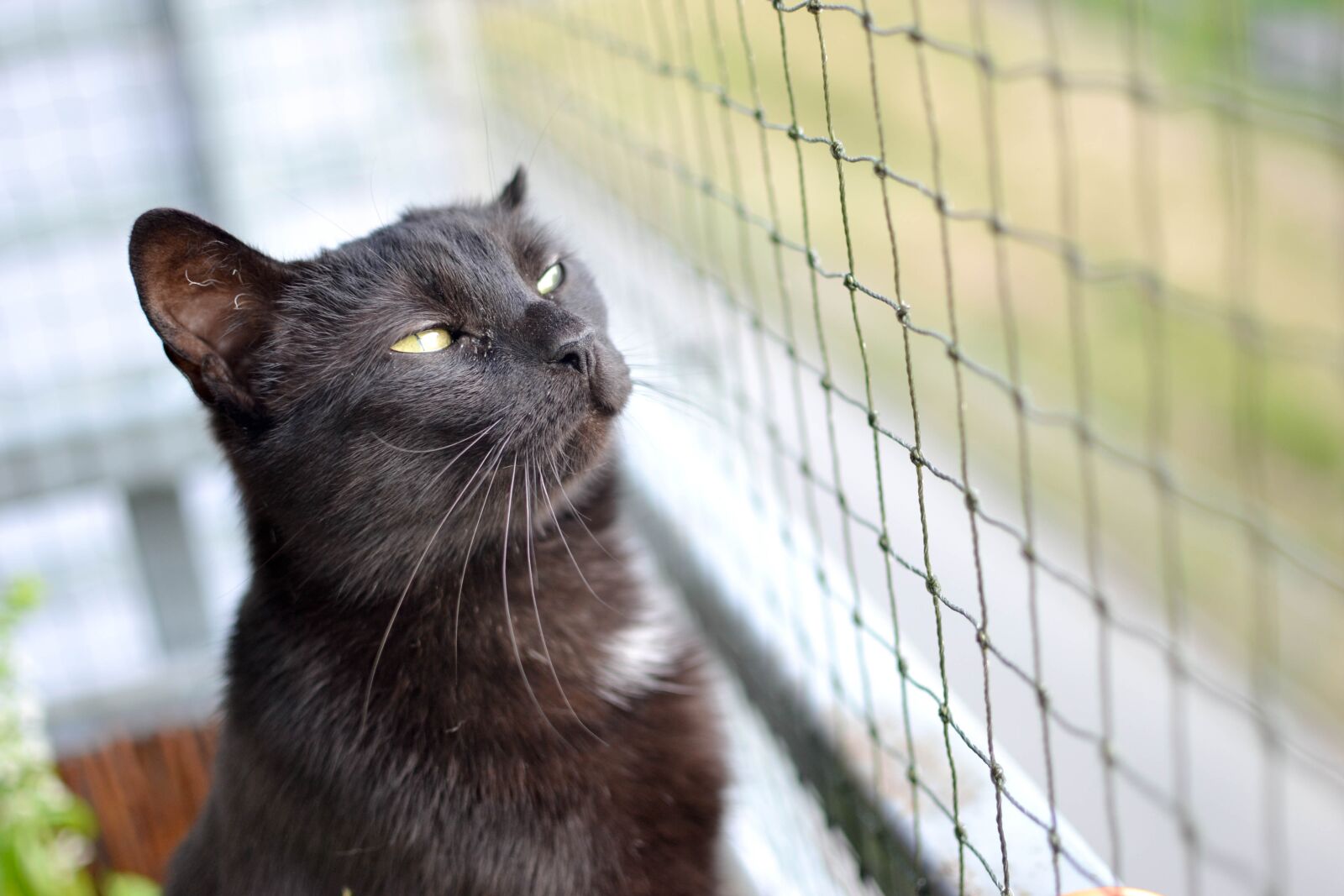 Nikon D3100 sample photo. Cat, black cat, a photography