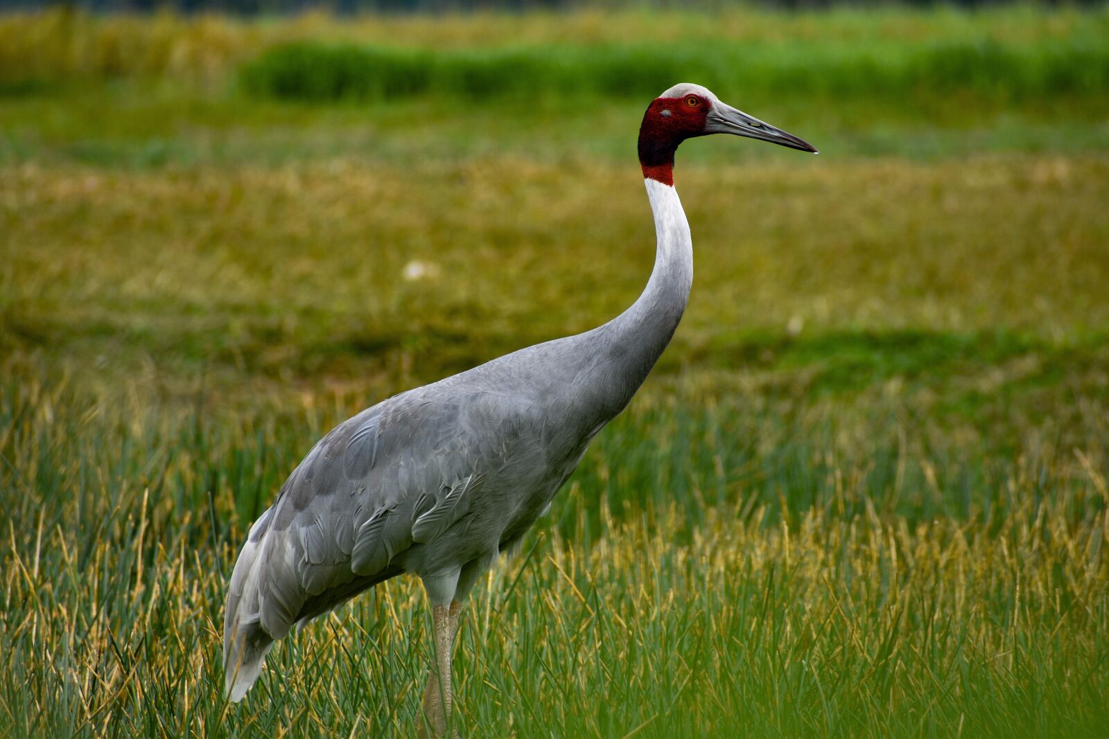 Nikon D5600 sample photo. Nature, crane, bird photography