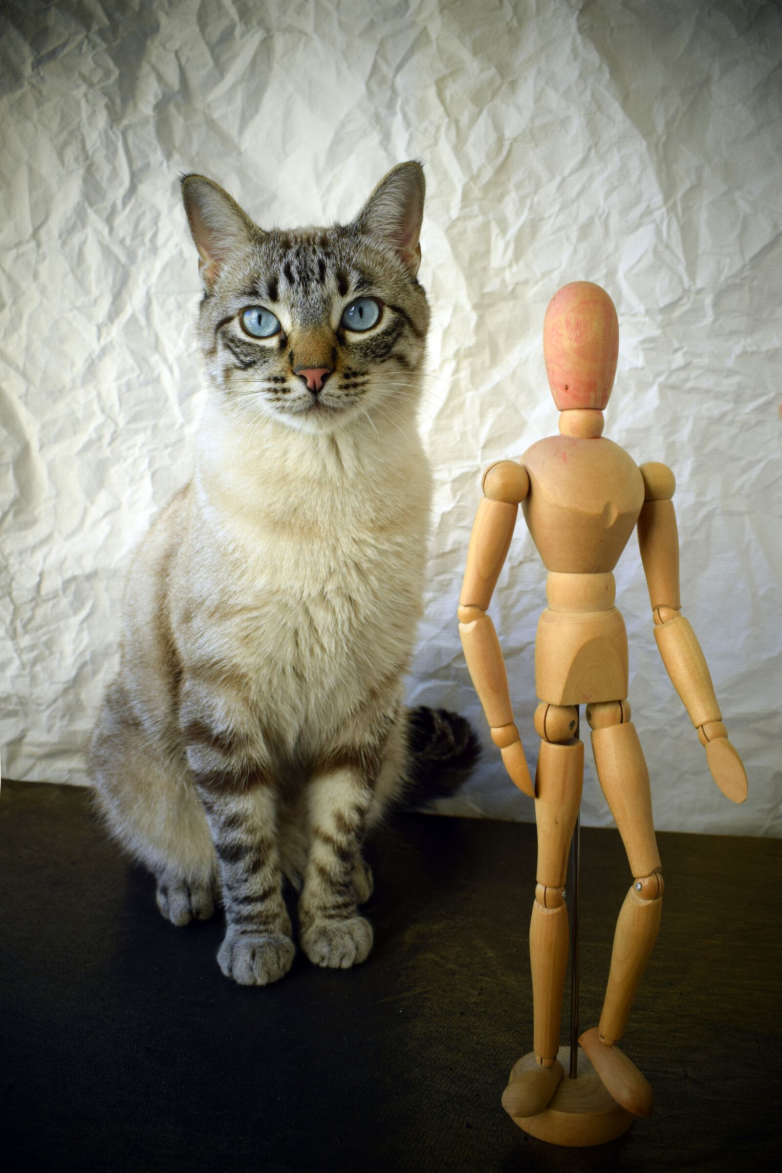 Nikon D5300 sample photo. Cat, pet, animals photography