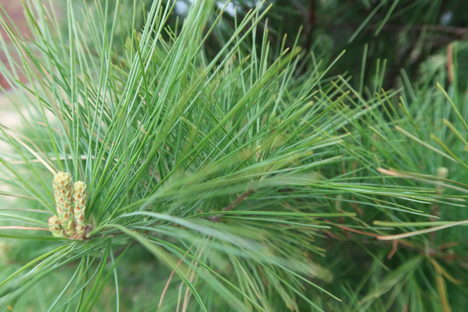 Canon PowerShot G7 X Mark II sample photo. White pine, tree, branch photography