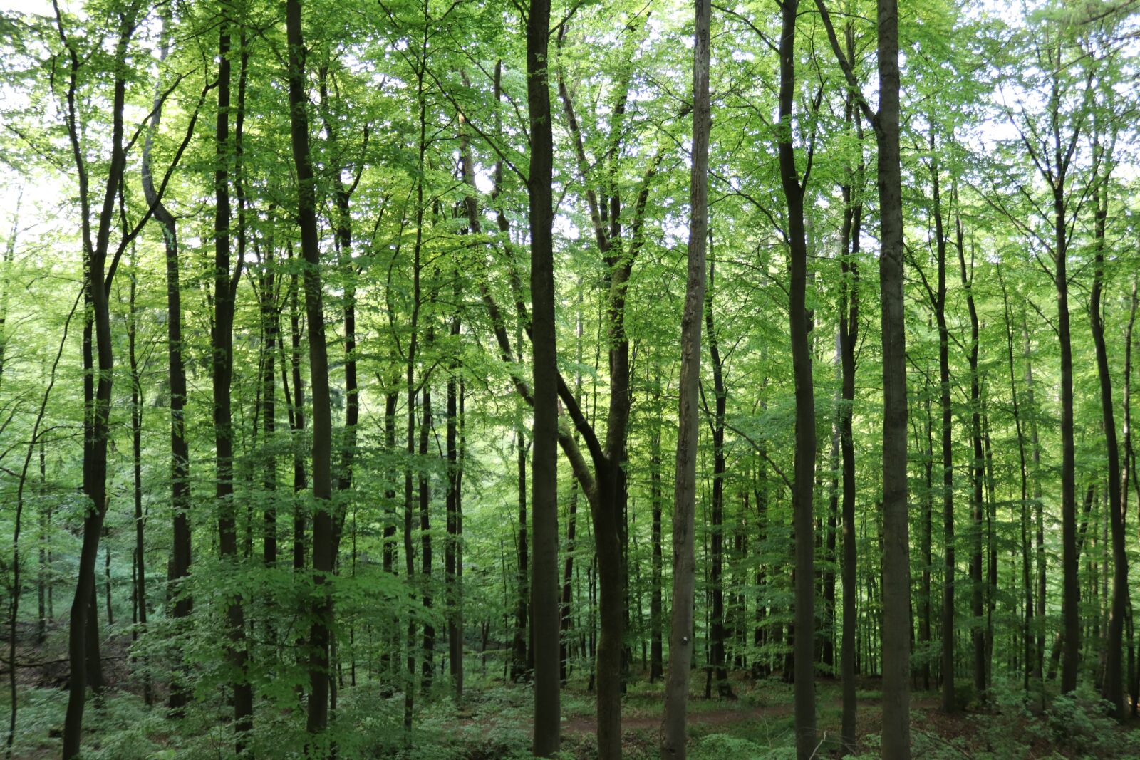 Canon EOS 200D (EOS Rebel SL2 / EOS Kiss X9) sample photo. Forest, beech, green photography