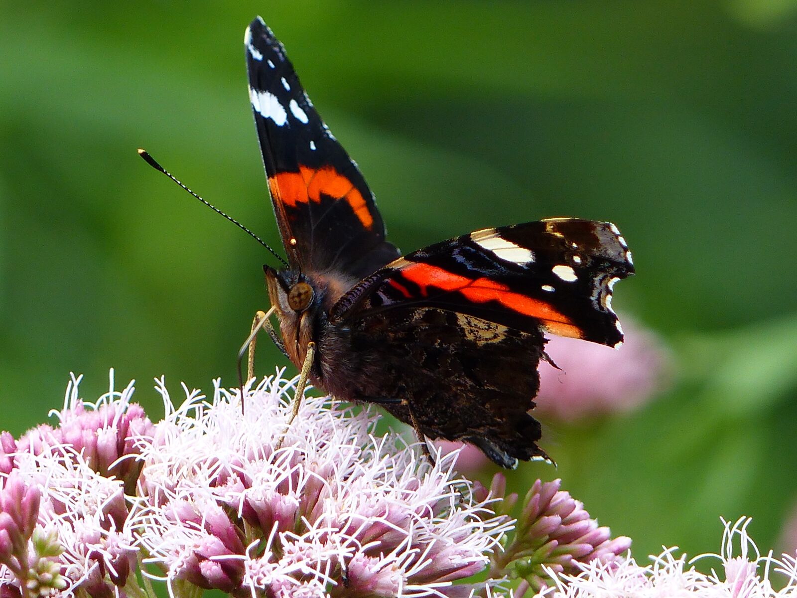 Panasonic Lumix DMC-FZ200 sample photo. Butterfly, flower, insect photography