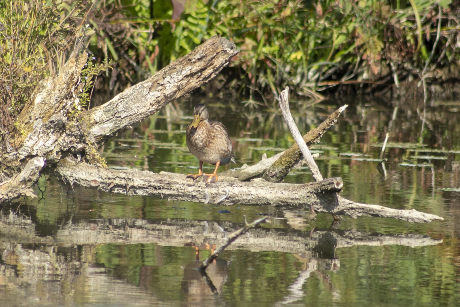 Canon EF75-300mm f/4-5.6 sample photo. Duck, wild ducks, teal photography
