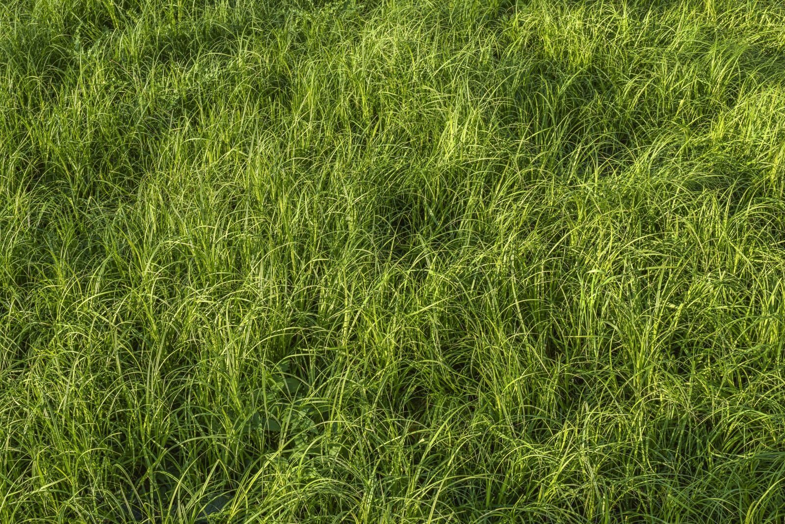 Nikon D3300 sample photo. Nature, grass, landscape photography