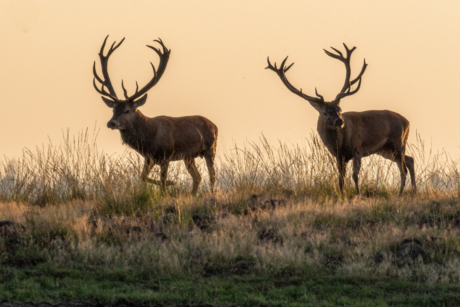 Canon EF 100-400mm F4.5-5.6L IS II USM sample photo. Hirsch, red deer, rut photography