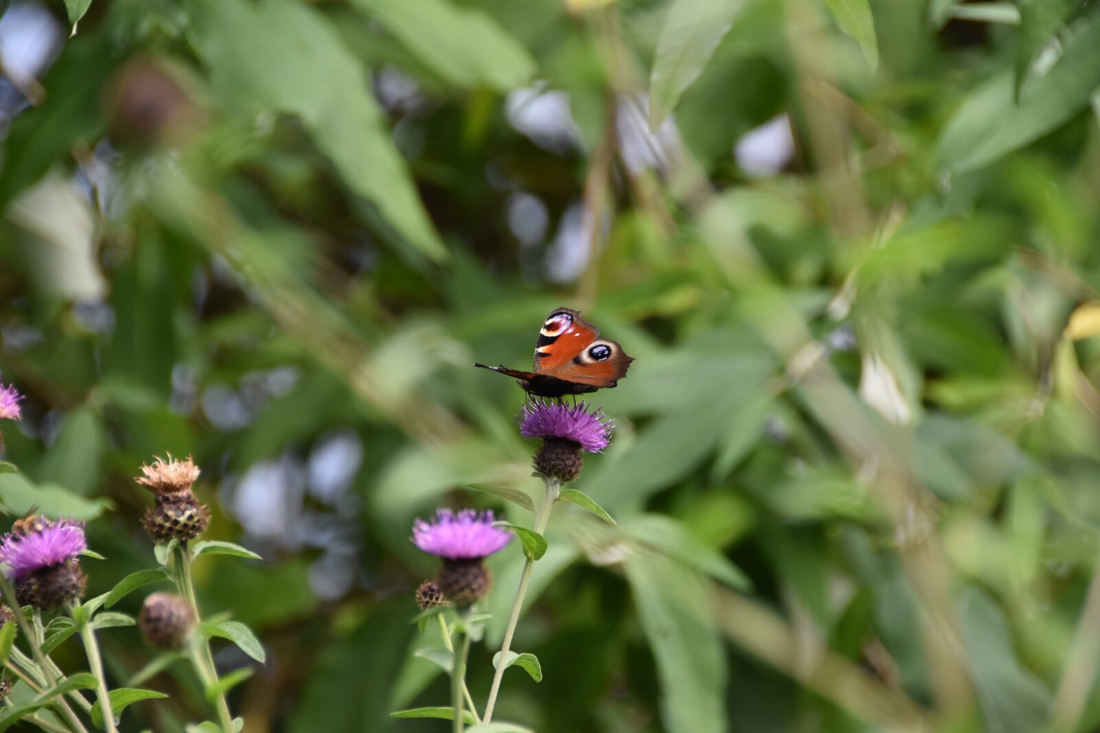 Nikon D5600 sample photo. Butterfly, red admiral, insect photography
