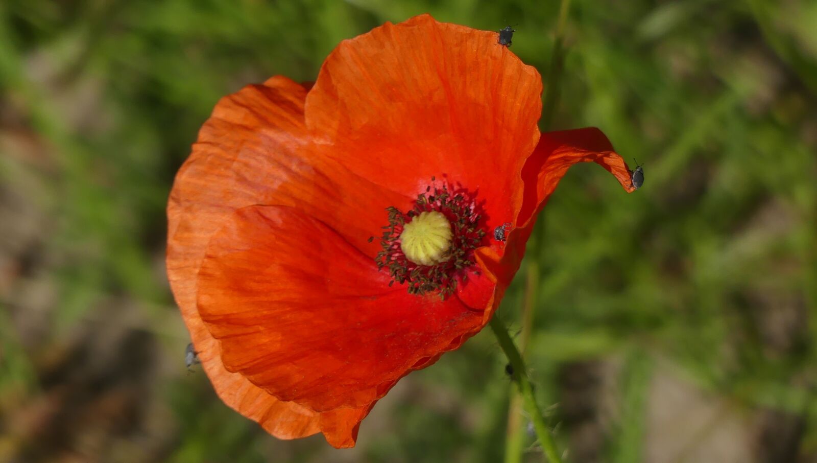Panasonic Lumix DMC-FZ300 sample photo. Poppy, blossom, bloom photography