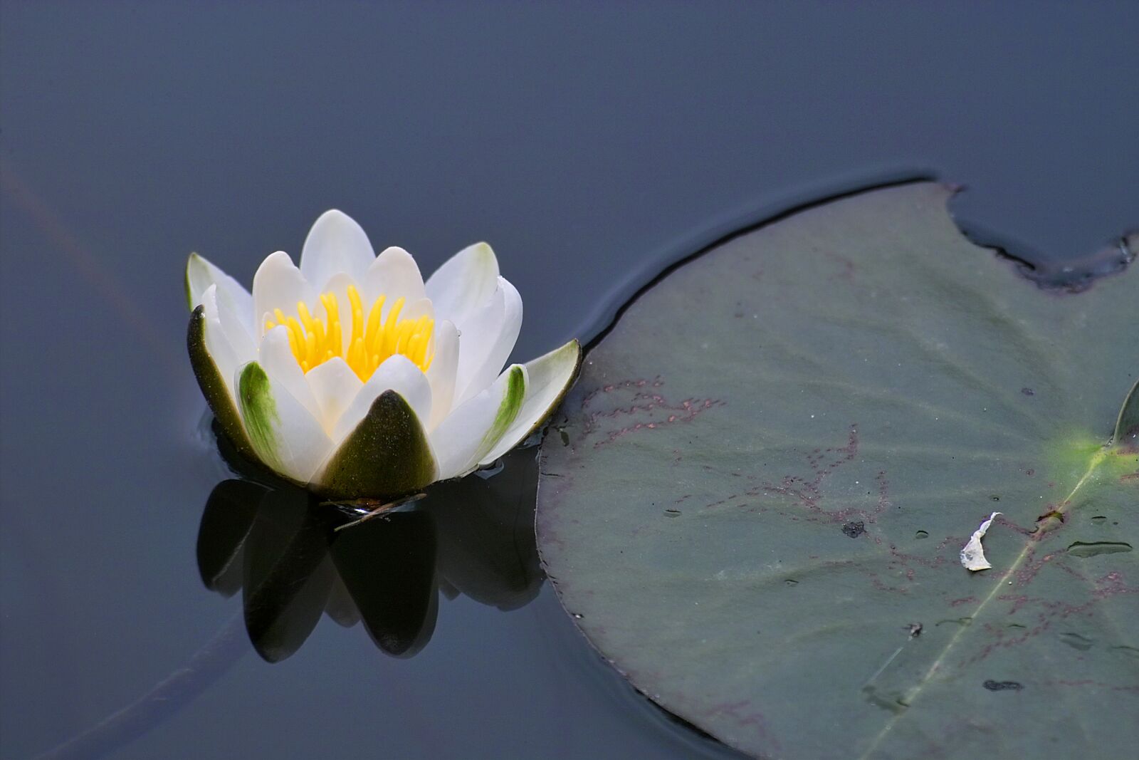Sigma SD10 sample photo. Nature, flora, water lily photography