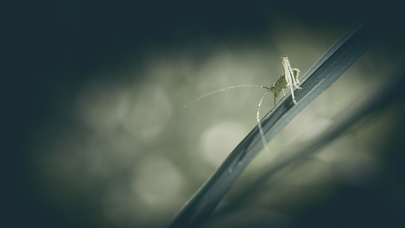 Olympus M.ZUIKO DIGITAL ED 12-40mm 1:2.8 sample photo. Grasshopper, insect, antennas photography