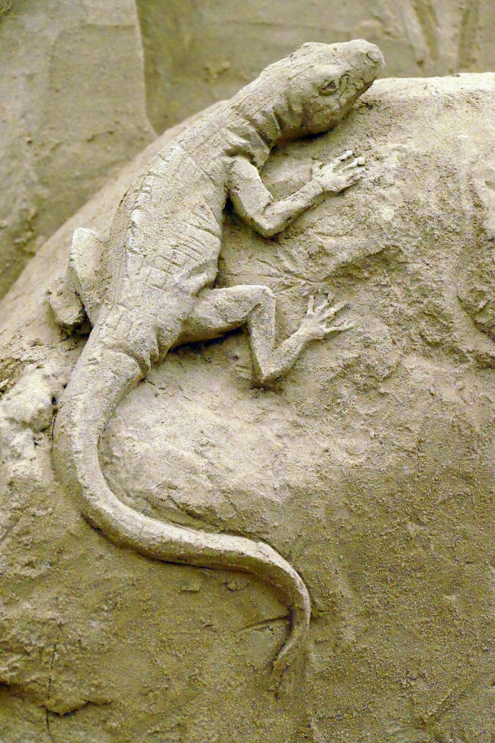 Panasonic Lumix DMC-FZ1000 sample photo. Salamander, amphibian, fauna photography