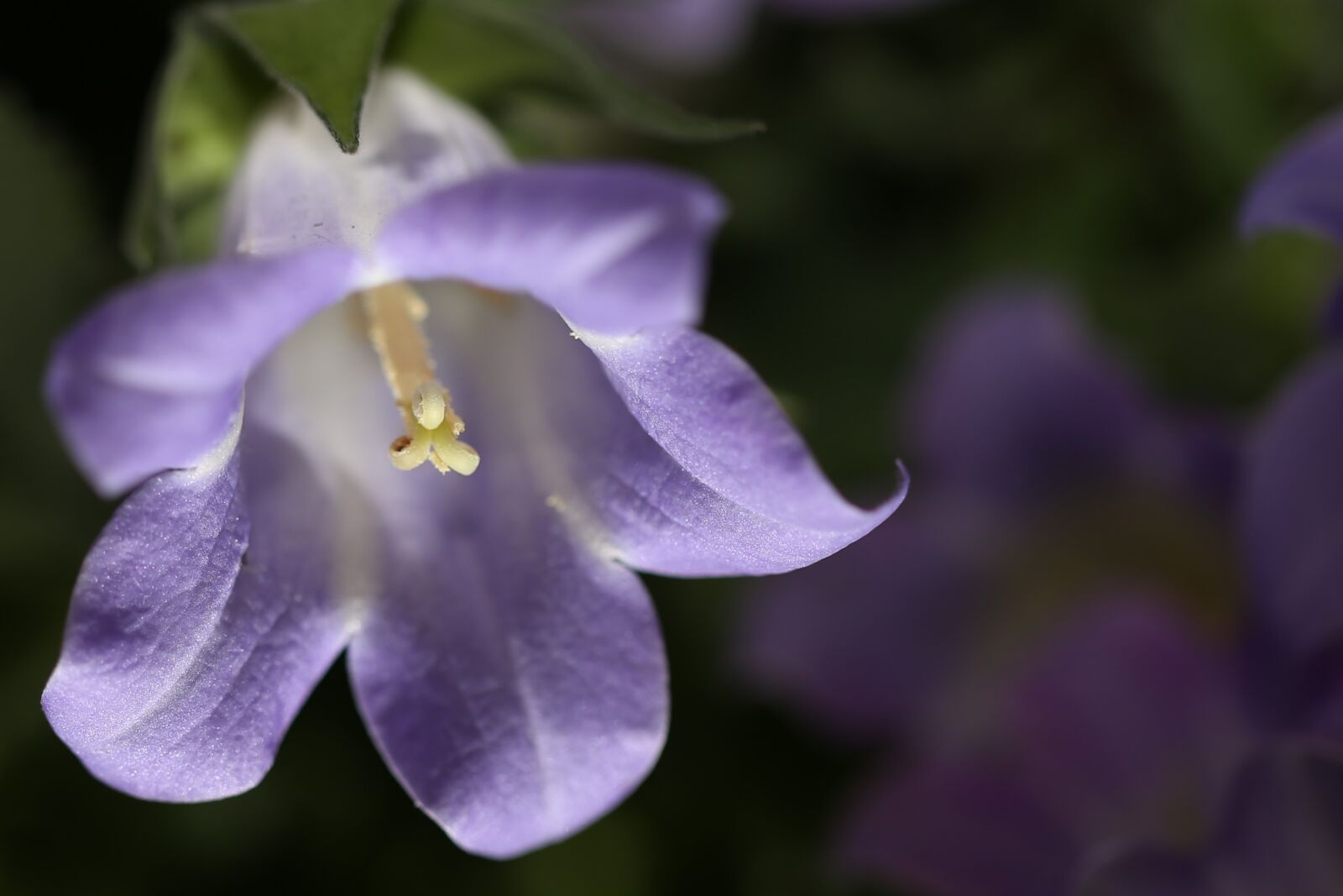 Canon EF 100mm F2.8L Macro IS USM sample photo. Flower, purple, purple flower photography